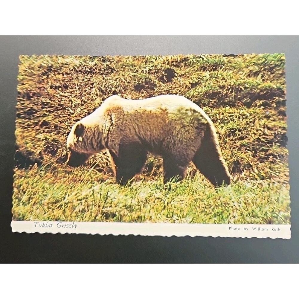 1974 Toklat Grizzly Bear Alaska Joe Original 10 Cent .10 Stamp Vintage Postcard